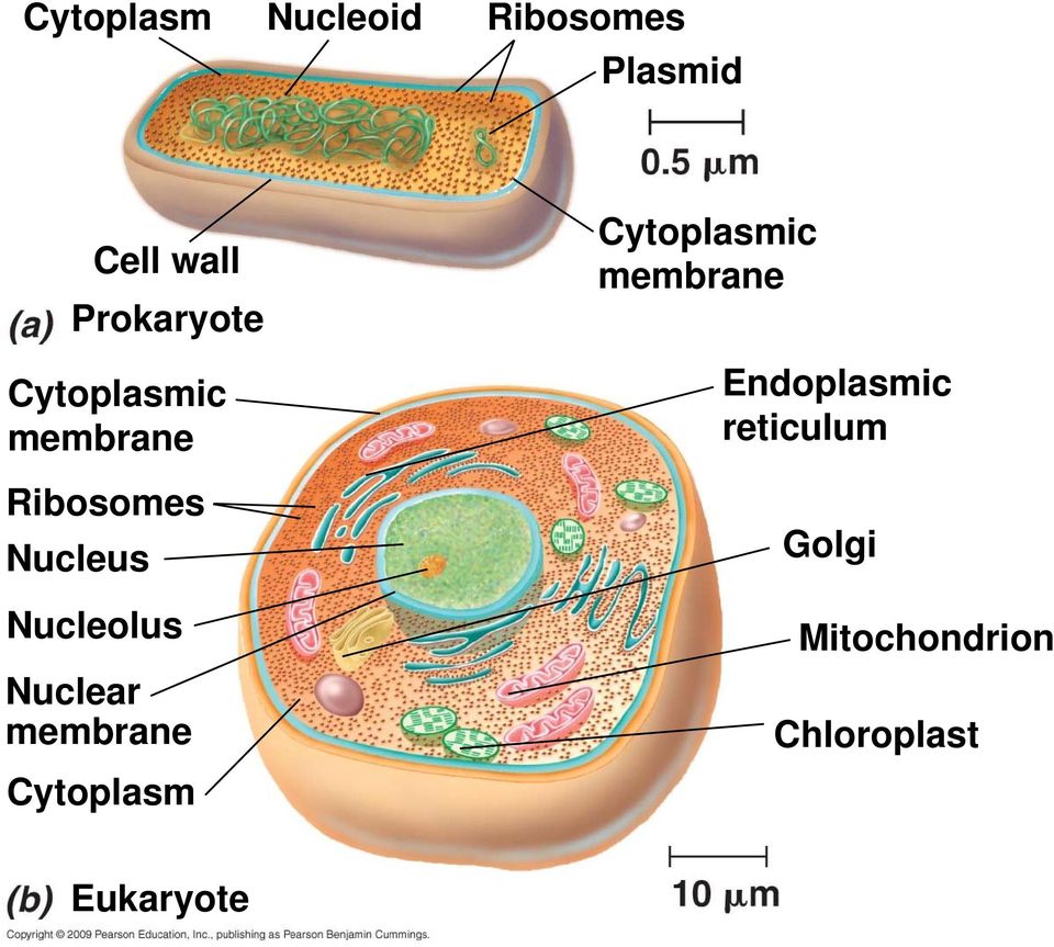 Nucleolus Nuclear membrane Cytoplasm Cytoplasmic