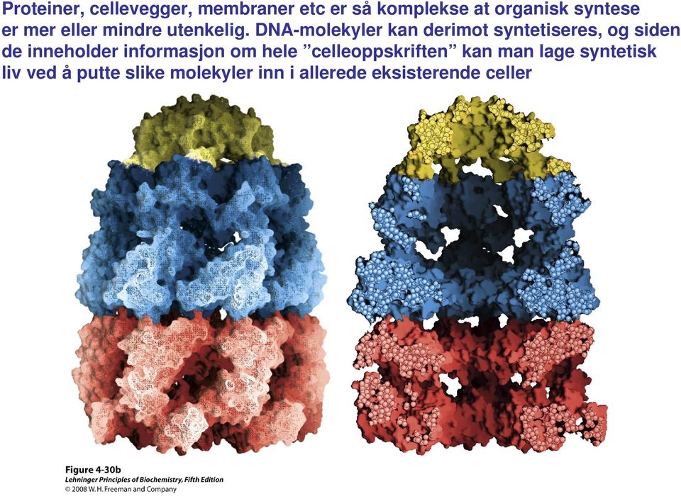 DNA-molekyler kan derimot syntetiseres, og siden de inneholder