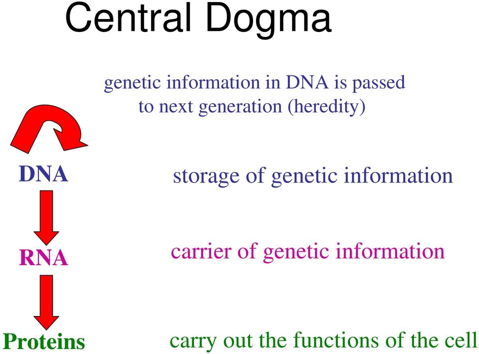 of genetic information RNA carrier of genetic