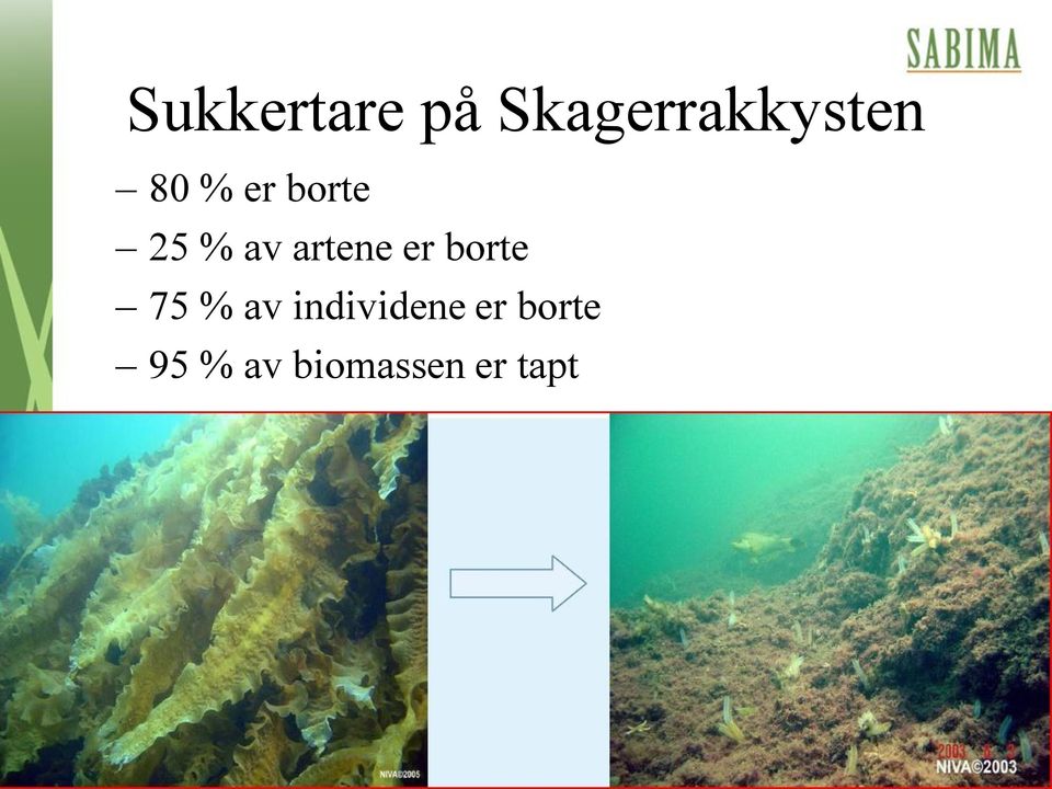 er borte 75 % av individene er