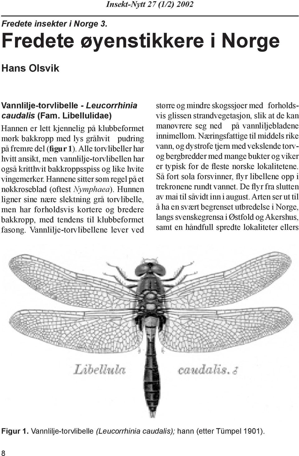 Alle torvlibeller har hvitt ansikt, men vannlilje-torvlibellen har også kritthvit bakkroppsspiss og like hvite vinge mer ker. Hannene sitter som regel på et nøkkroseblad (oftest Nymphaea).