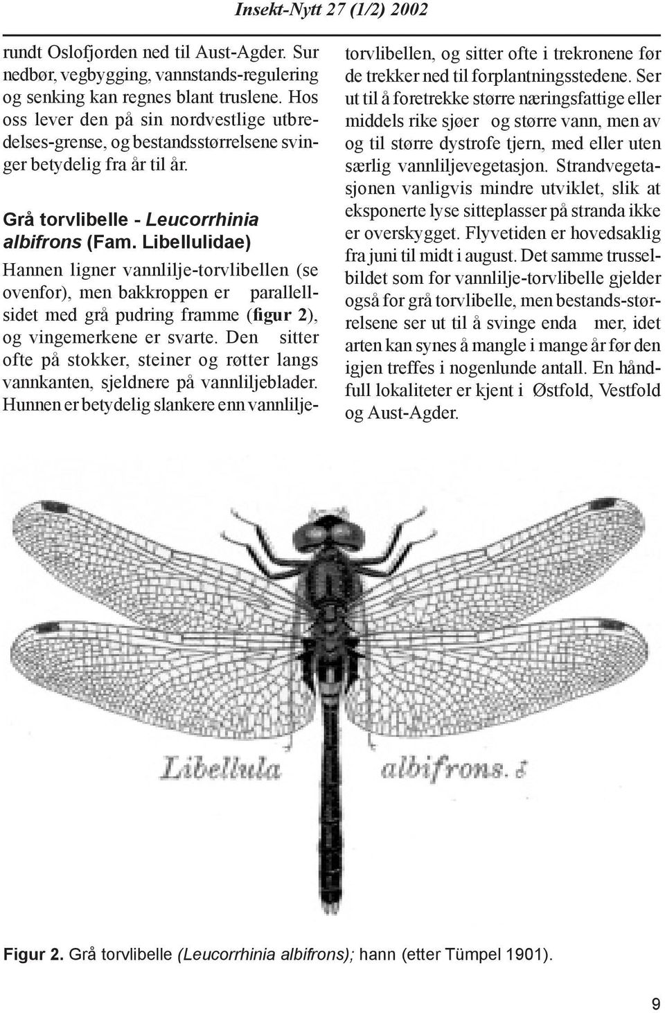 Libellulidae) Hannen ligner vannlilje-torvlibellen (se ovenfor), men bakkroppen er parallellsidet med grå pudring framme (figur 2), og vinge merkene er svarte.
