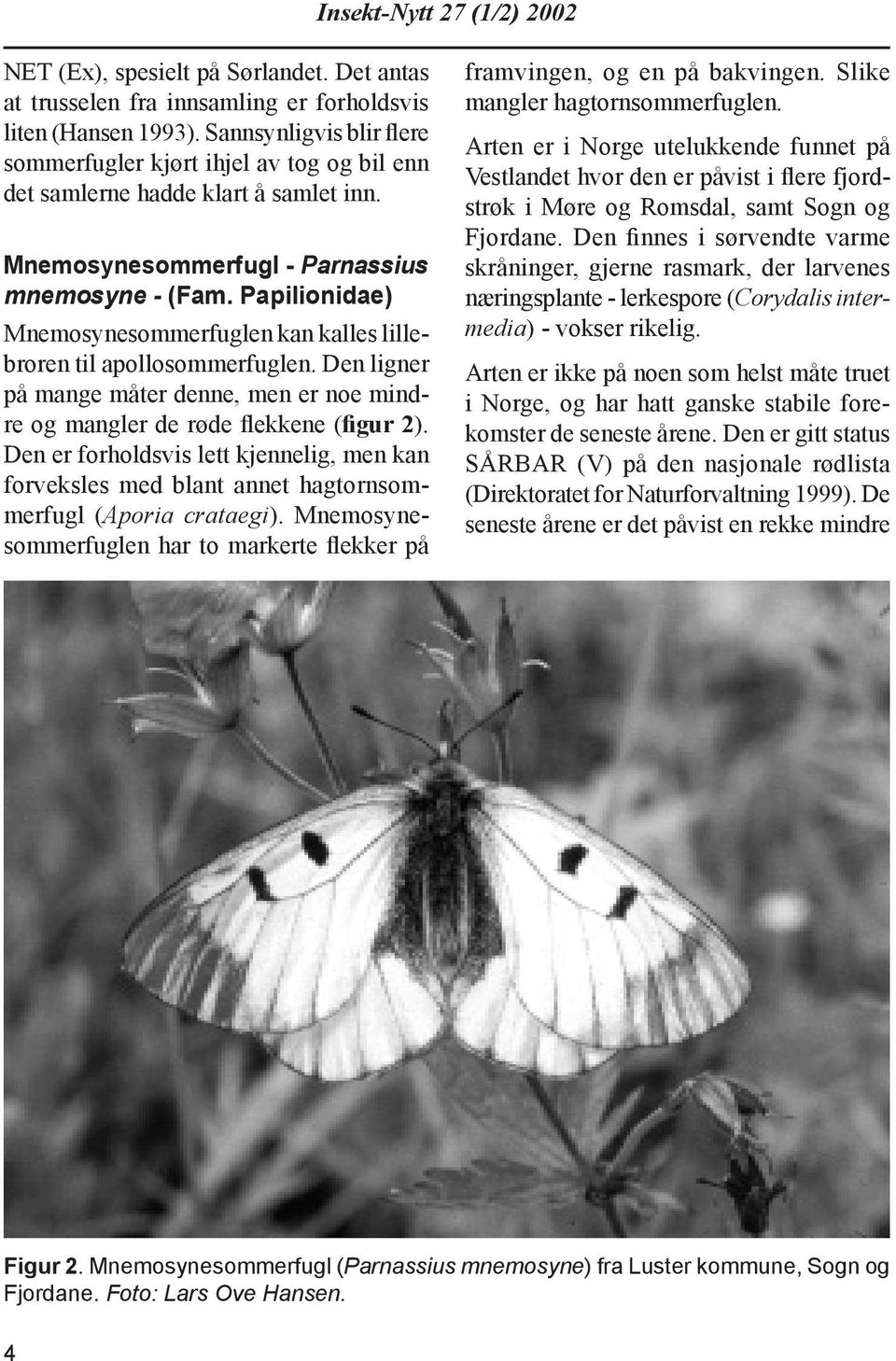 Papilionidae) Mnemosynesommerfuglen kan kalles lillebroren til apollosommerfuglen. Den lig ner på mange måter denne, men er noe mindre og mangler de røde flekkene (figur 2).