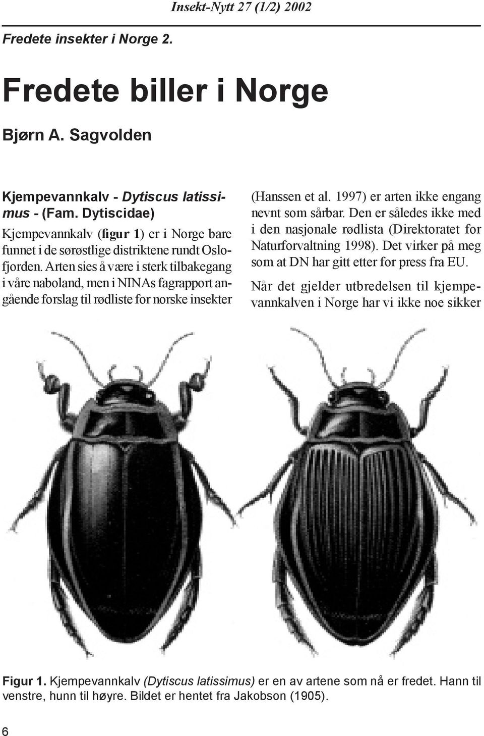 Arten sies å være i sterk tilbakegang i våre nabo land, men i NINAs fagrapport angå en de forslag til rødliste for norske insekter (Hanssen et al. 1997) er arten ikke en gang nevnt som sårbar.