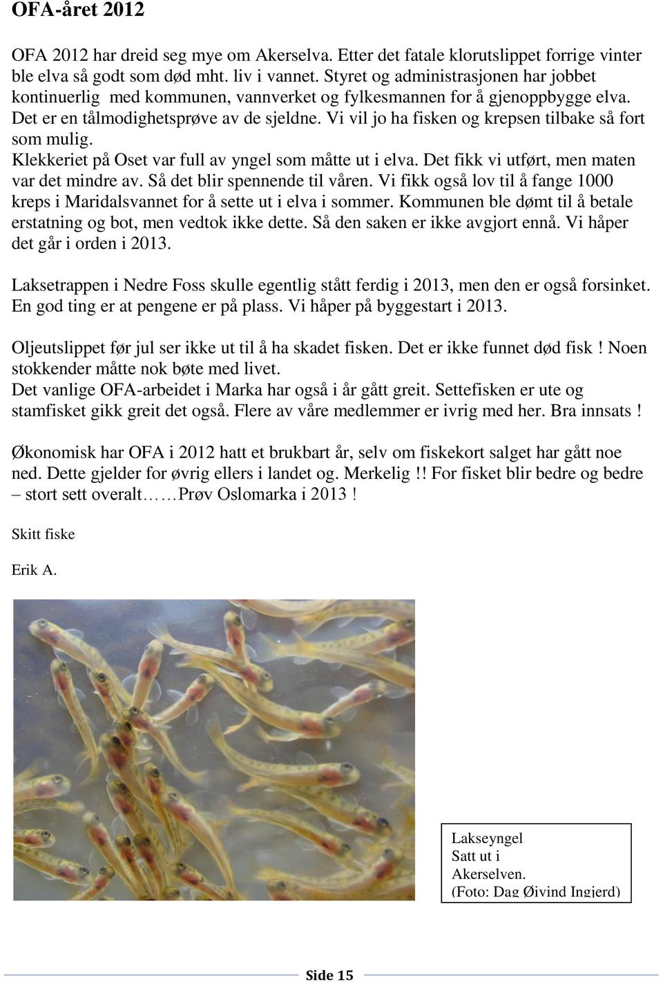 Vi vil jo ha fisken og krepsen tilbake så fort som mulig. Klekkeriet på Oset var full av yngel som måtte ut i elva. Det fikk vi utført, men maten var det mindre av. Så det blir spennende til våren.