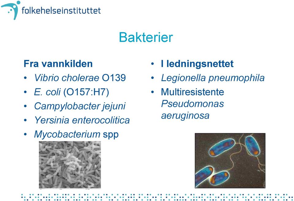 enterocolitica Mycobacterium spp I ledningsnettet