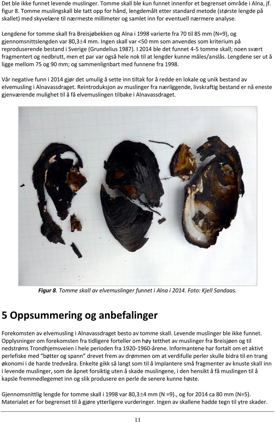 Lengdene for tomme skall fra Breisjøbekken og Alna i 1998 varierte fra 70 til 85 mm (N=9), og gjennomsnittslengden var 80,3±4 mm.