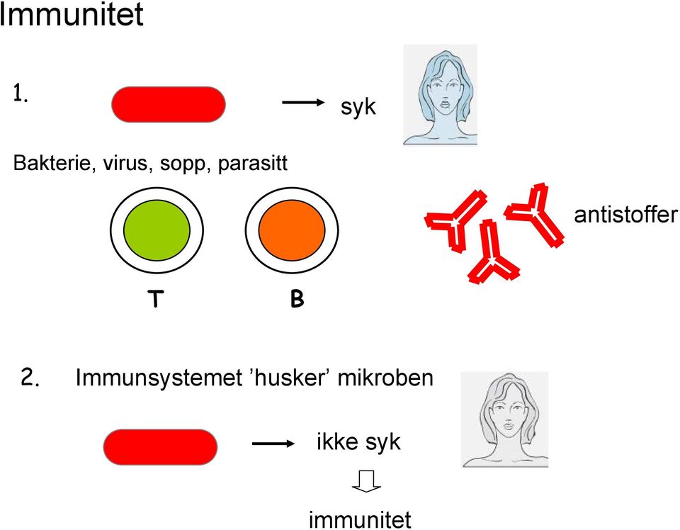 parasitt antistoffer T B 2.