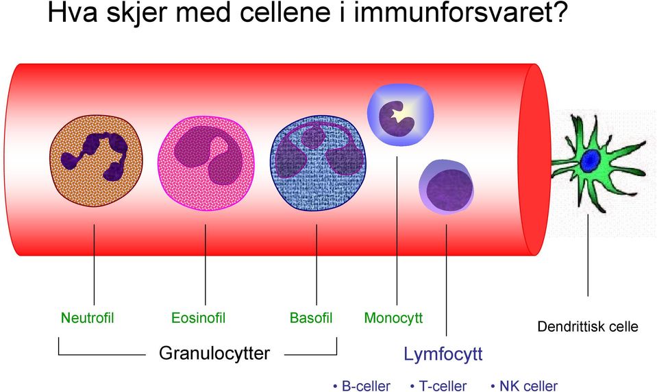 Neutrofil Eosinofil Basofil Monocytt