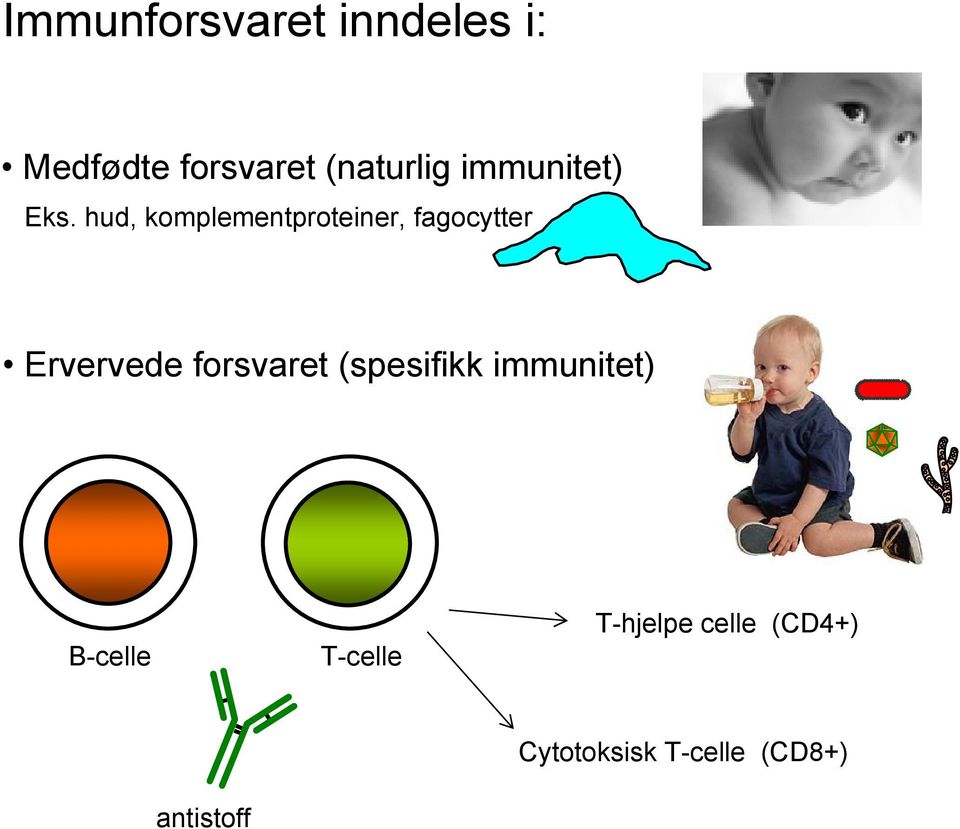 hud, komplementproteiner, fagocytter Ervervede forsvaret