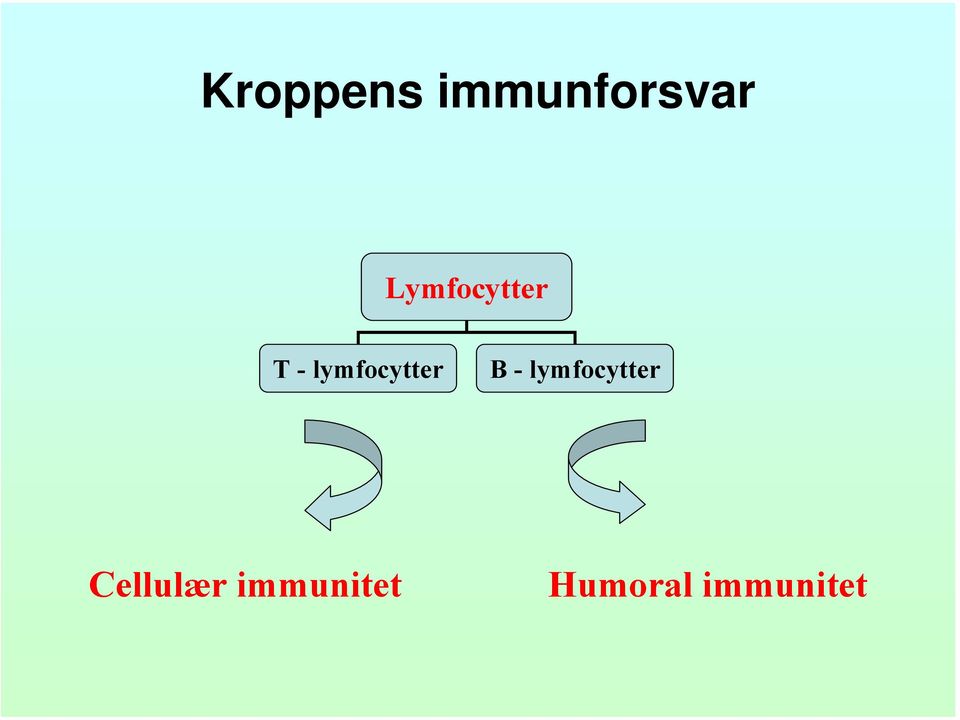 lymfocytter B -