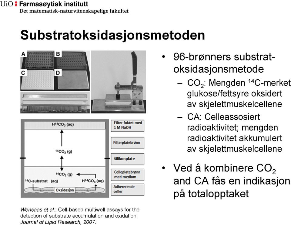 radioaktivitet akkumulert av skjelettmuskelcellene Wensaas et al.