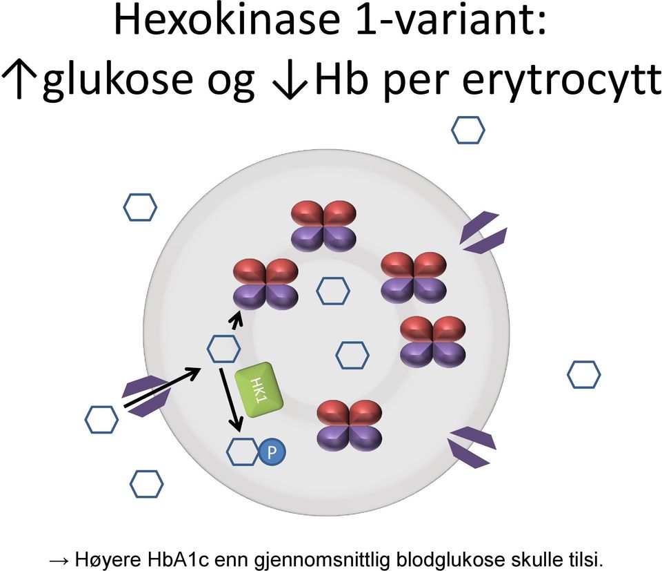 erytrocytt P Høyere HbA1c