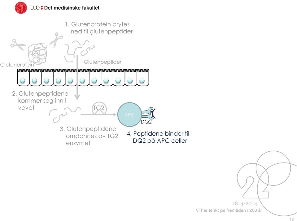 Glutenpeptidene kommer seg inn i vevet TG2 3.