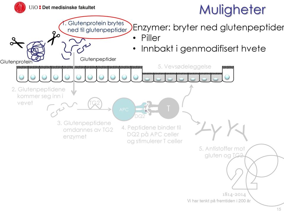 hvete 2. Glutenpeptidene kommer seg inn i vevet TG2 3.