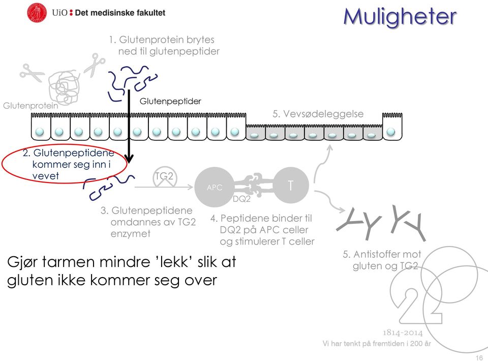 Glutenpeptidene omdannes av TG2 enzymet APC Gjør tarmen mindre lekk slik at gluten ikke