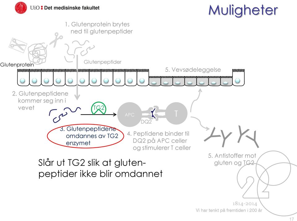 Glutenpeptidene omdannes av TG2 enzymet APC DQ2 T 4.