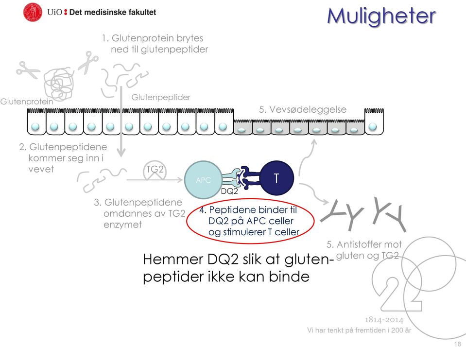 Glutenpeptidene omdannes av TG2 enzymet APC DQ2 T 4.