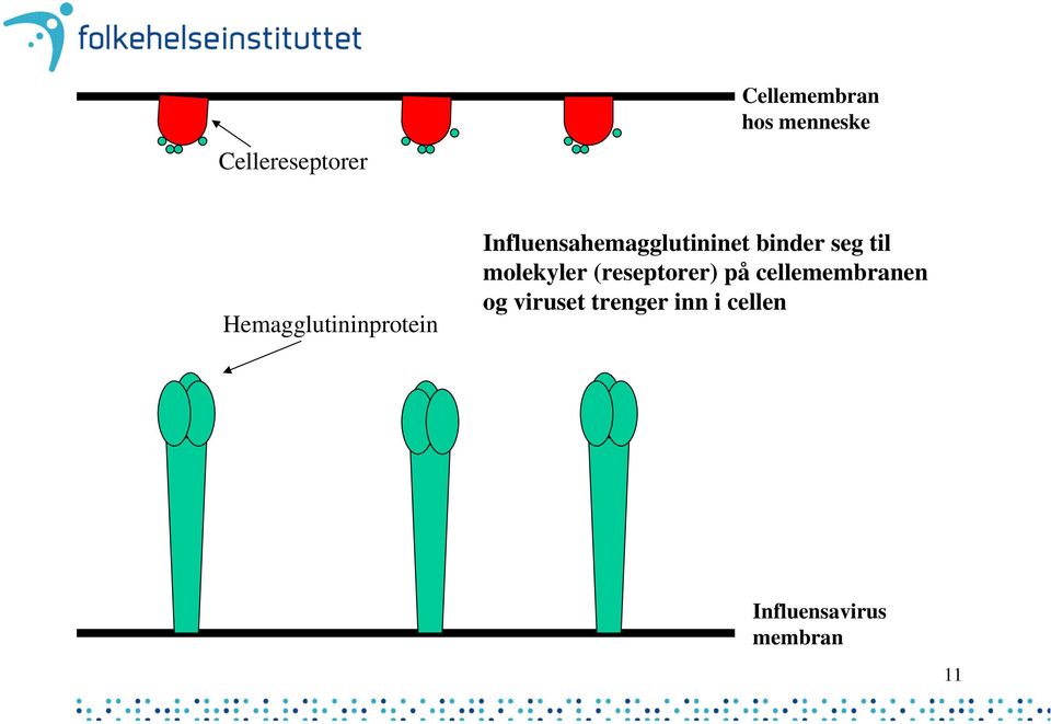 binder seg til molekyler (reseptorer) på