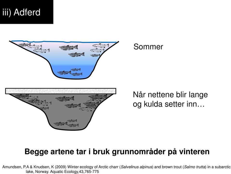 A & Knudsen, K (2009) Winter ecology of Arctic charr (Salvelinus alpinus)