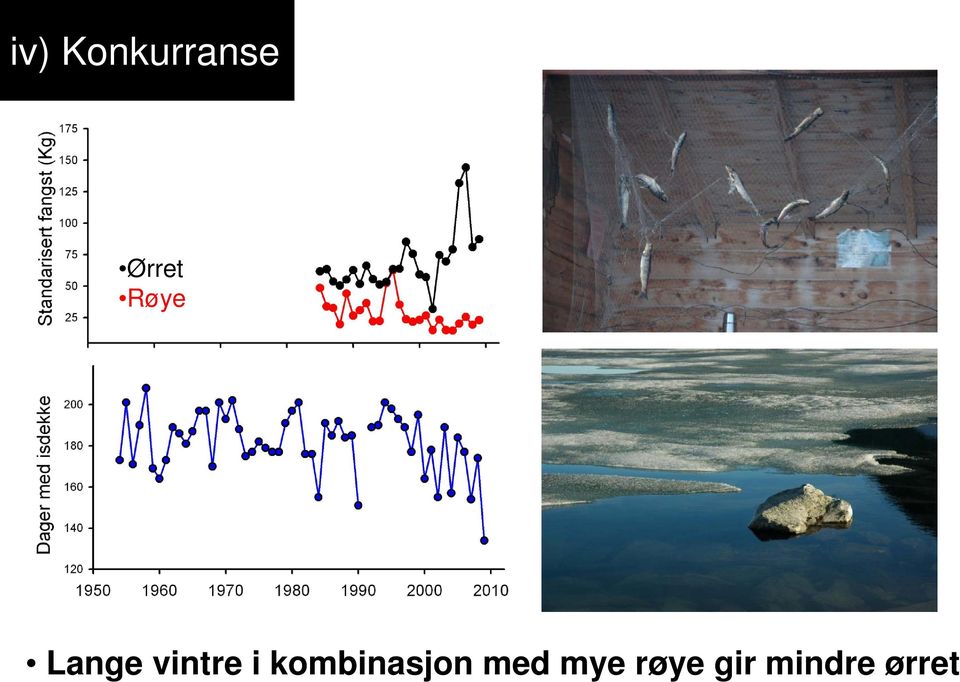 vintre i kombinasjon