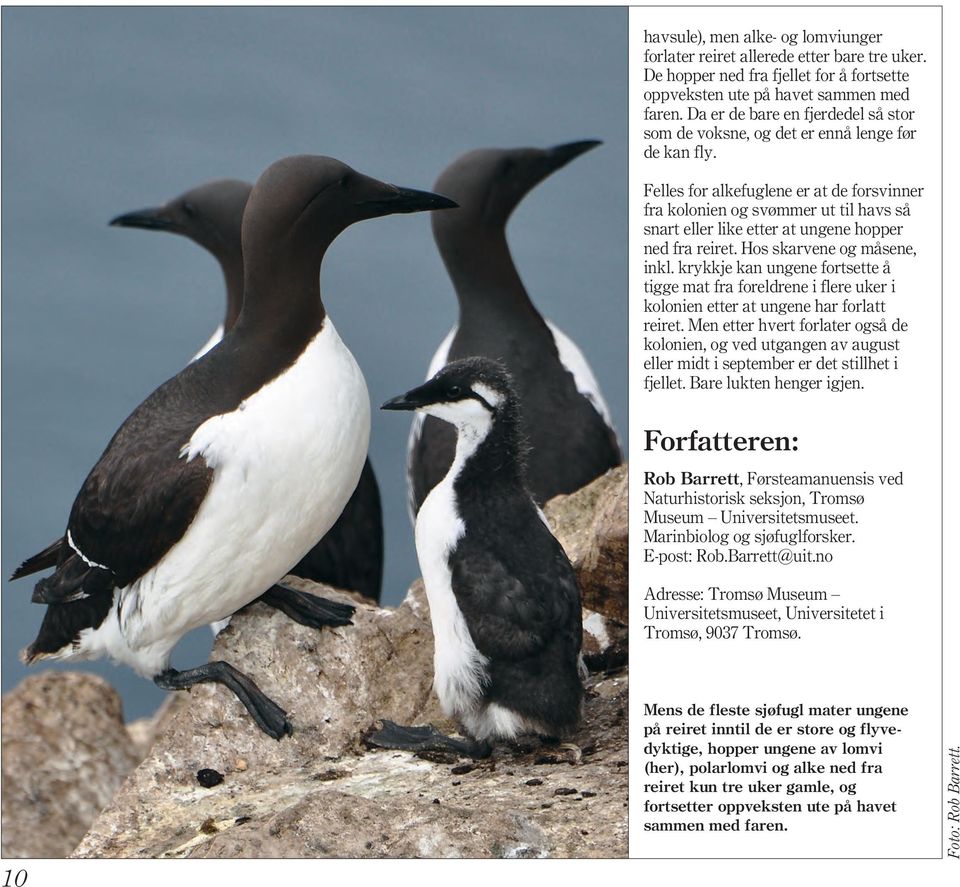 Felles for alkefuglene er at de forsvinner fra kolonien og svømmer ut til havs så snart eller like etter at ungene hopper ned fra reiret. Hos skarvene og måsene, inkl.