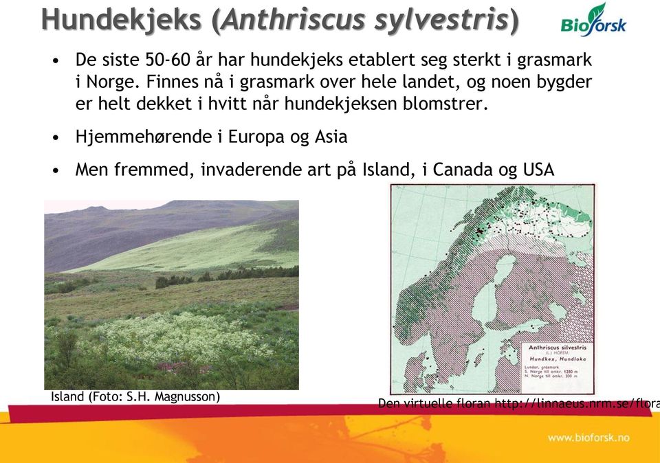 Finnes nå i grasmark over hele landet, og noen bygder er helt dekket i hvitt når hundekjeksen