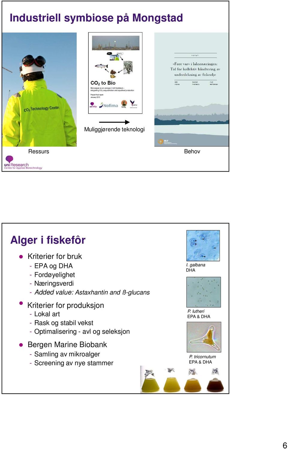 produksjon - Lokal art - Rask og stabil vekst - Optimalisering - avl og seleksjon Bergen Marine Biobank -