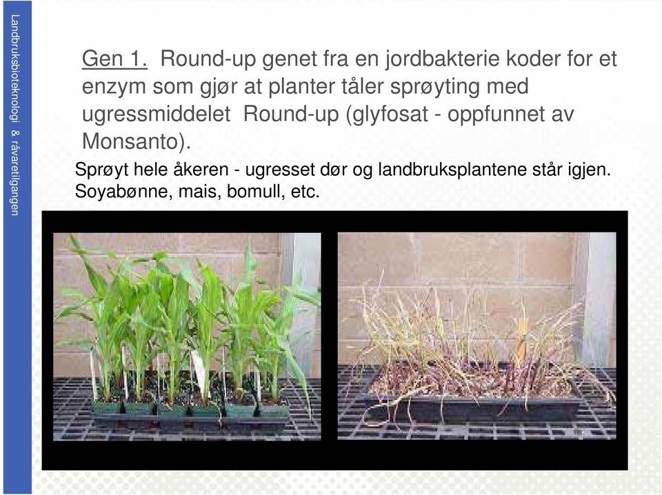 at planter tåler sprøyting med ugressmiddelet Round-up (glyfosat