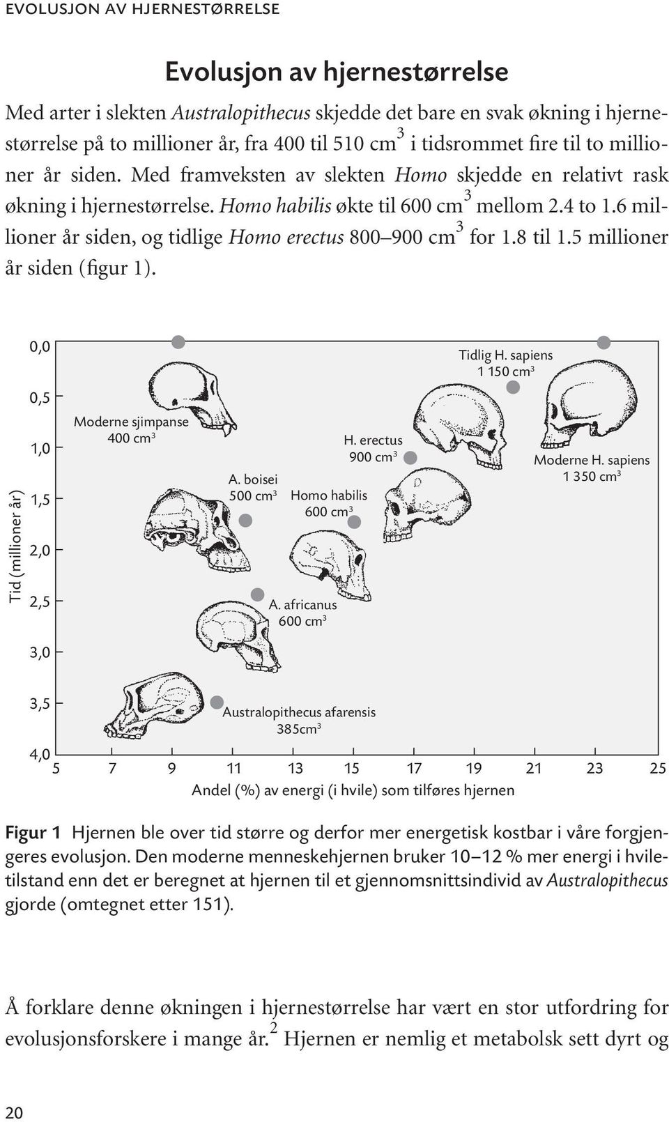 6 millioner år siden, og tidlige Homo erectus 800 900 cm 3 for 1.8 til 1.5 millioner år siden (figur 1). Tid (millioner år) 0,0 0,5 1,0 1,5 2,0 2,5 Moderne sjimpanse 400 cm 3 A.