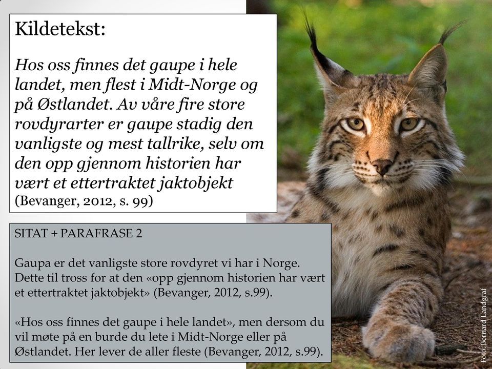 2012, s. 99) SITAT + PARAFRASE 2 Gaupa er det vanligste store rovdyret vi har i Norge.