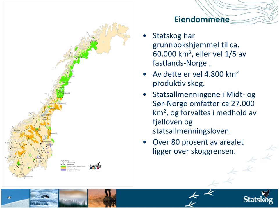 800 km 2 produktiv skog. Statsallmenningene i Midt-og Sør-Norge omfatter ca 27.