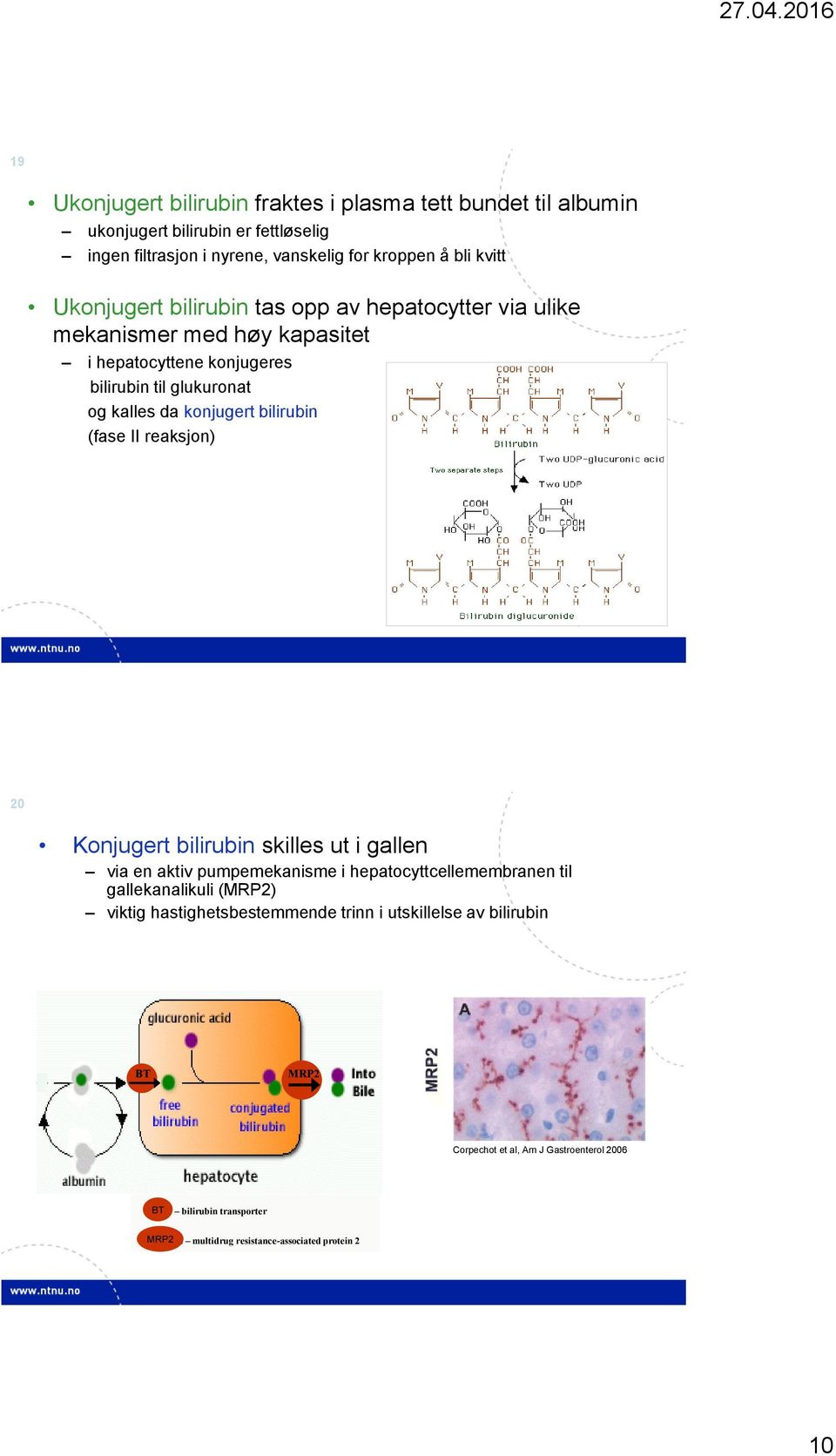 bilirubin (fase II reaksjon) 20 Konjugert bilirubin skilles ut i gallen via en aktiv pumpemekanisme i hepatocyttcellemembranen til gallekanalikuli (MRP2) viktig