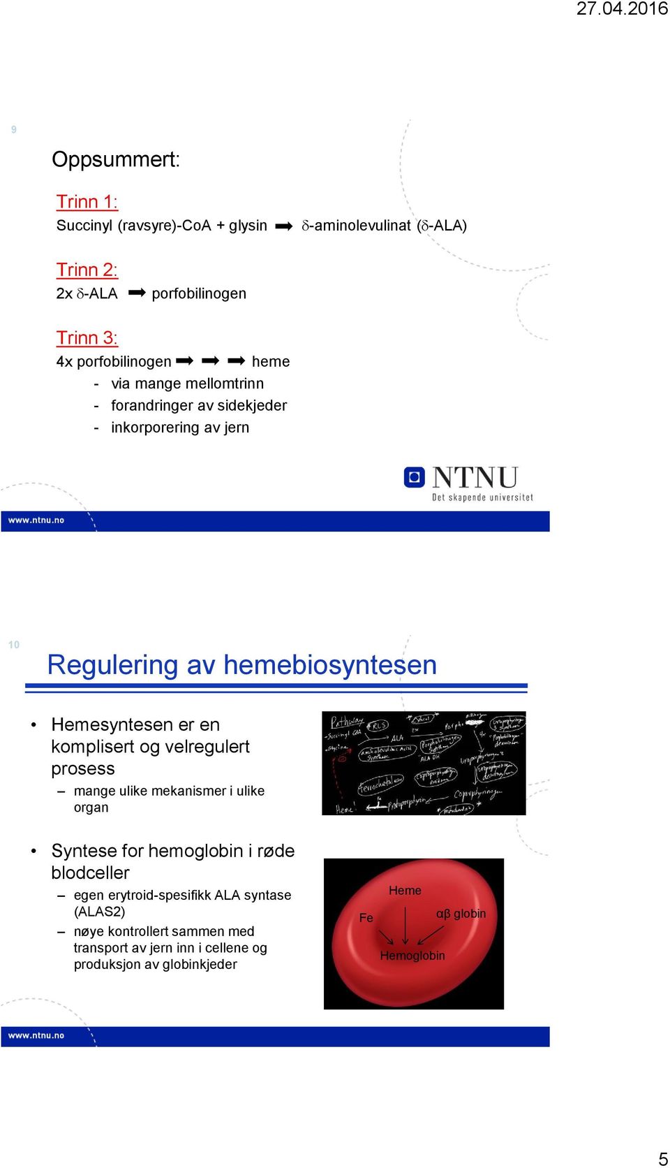 Hemesyntesen er en komplisert og velregulert prosess mange ulike mekanismer i ulike organ Syntese for hemoglobin i røde blodceller egen