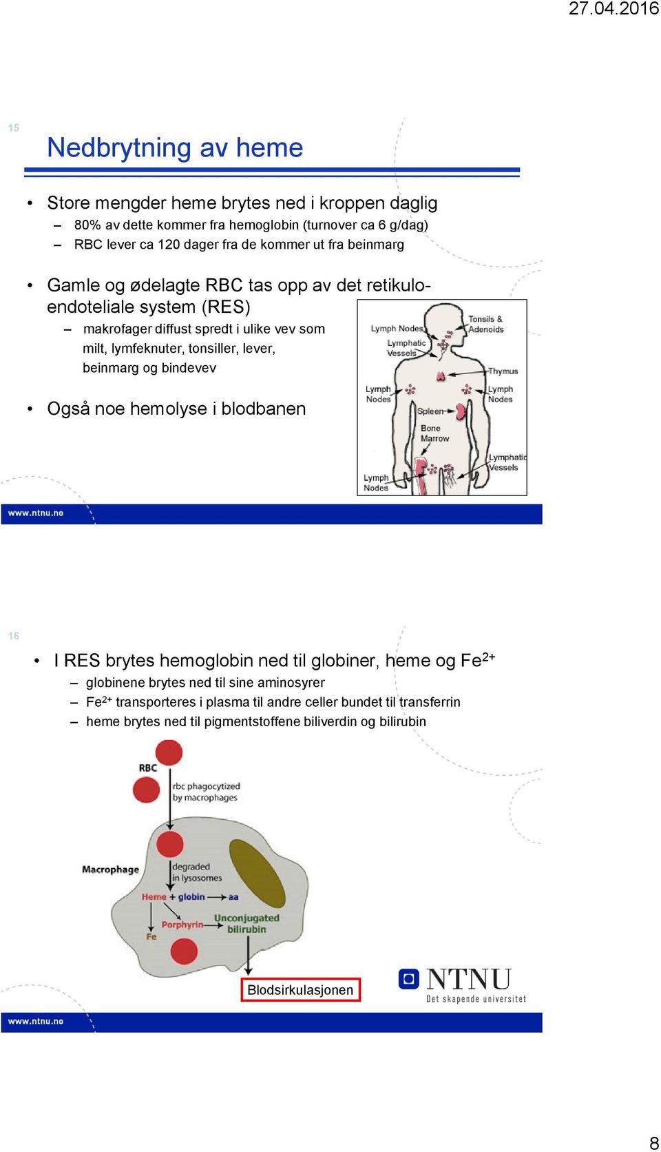 tonsiller, lever, beinmarg og bindevev Også noe hemolyse i blodbanen 16 I RES brytes hemoglobin ned til globiner, heme og Fe 2+ globinene brytes ned til