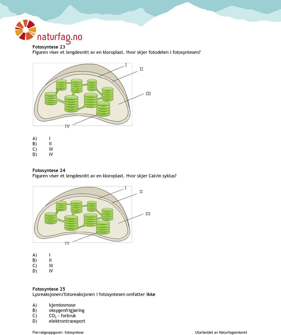 A) I B) II C) III D) IV Fotosyntese 24 Figuren viser et lengdesnitt av en kloroplast.