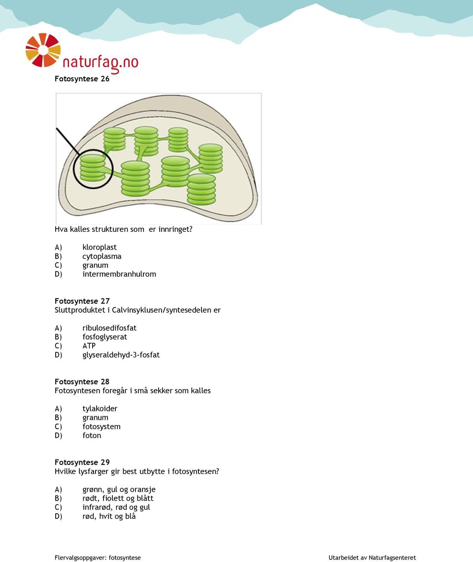 ribulosedifosfat B) fosfoglyserat C) ATP D) glyseraldehyd-3-fosfat Fotosyntese 28 Fotosyntesen foregår i små sekker som kalles