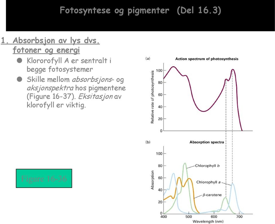 fotosystemer Skille mellom absorbsjons- og aksjonspektra hos