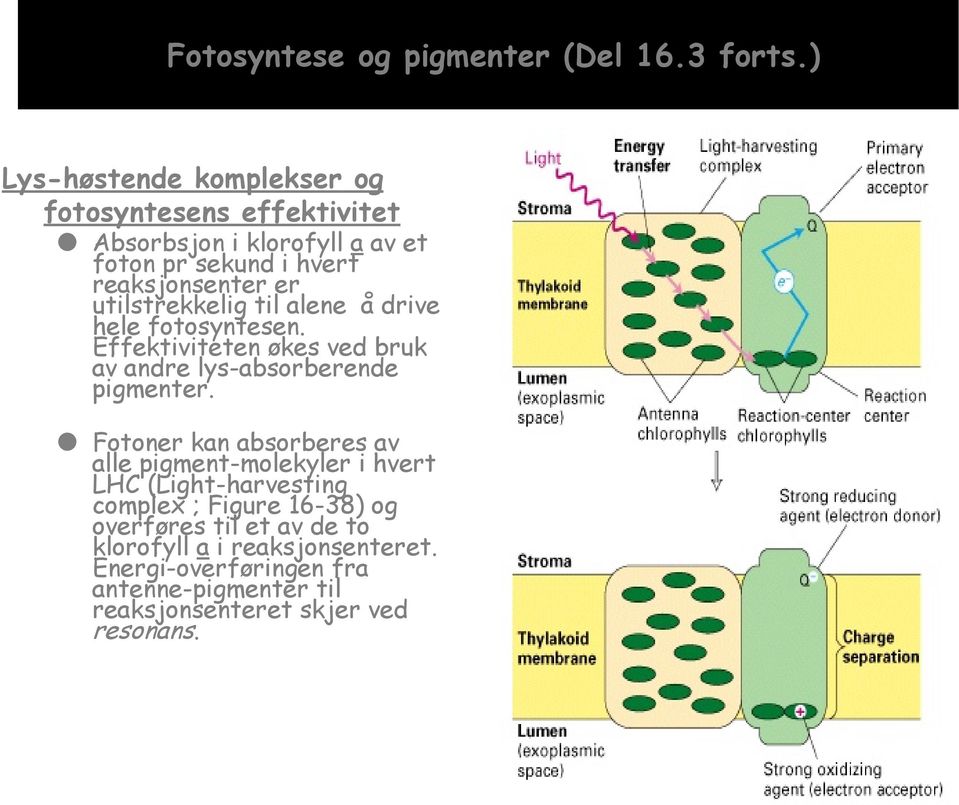 utilstrekkelig til alene å drive hele fotosyntesen. Effektiviteten økes ved bruk av andre lys-absorberende pigmenter.