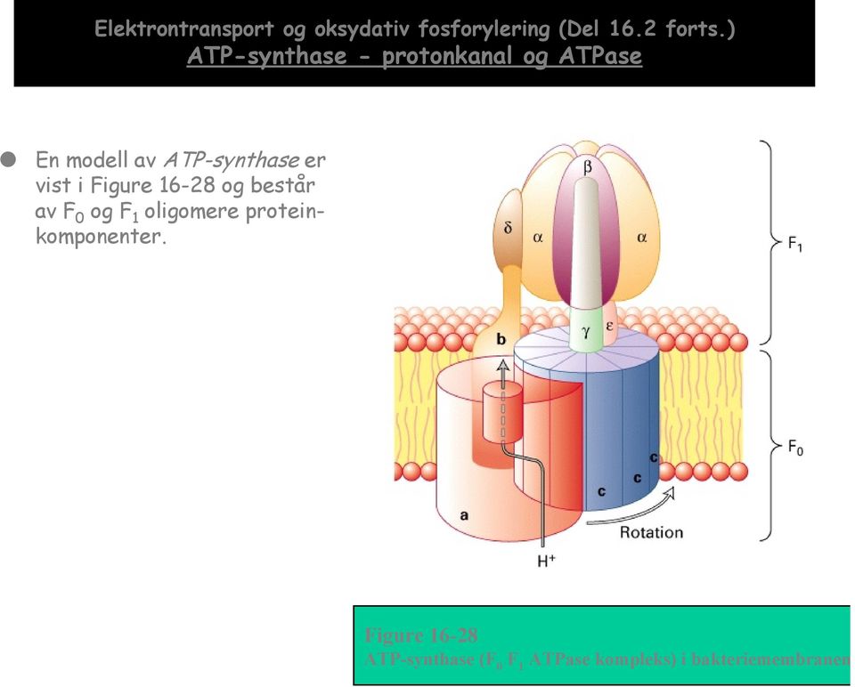 vist i Figure 16-28 og består av F 0 og F 1 oligomere