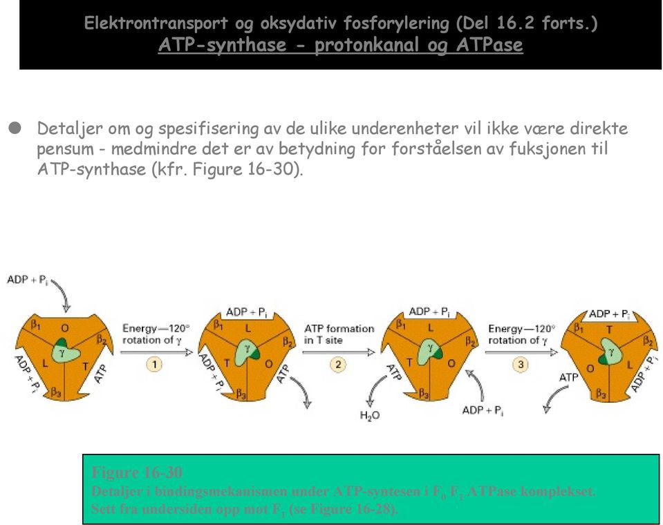 være direkte pensum - medmindre det er av betydning for forståelsen av fuksjonen til ATP-synthase (kfr.