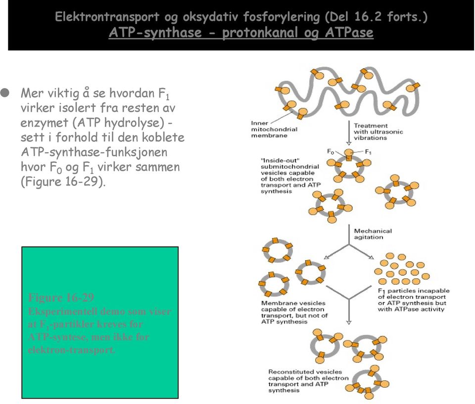 enzymet (ATP hydrolyse) - sett i forhold til den koblete ATP-synthase-funksjonen hvor F 0 og F 1
