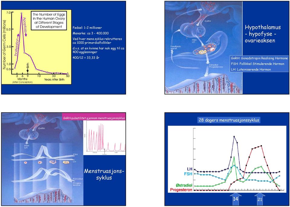 400/12 = 33,33 år Hypothalamus -hypofyse - ovarieaksen GnRH: Gonadotropin Realising Hormone FSH: