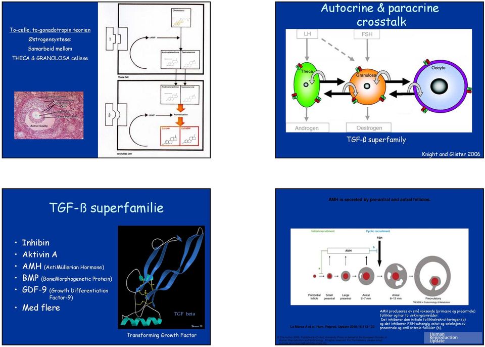 Inhibin Aktivin A AMH (AntiMüllerian Hormone) BMP (BoneMorphogenetic Protein) GDF-9 (Growth Differentiation Factor-9) Med flere Transforming Growth Factor La Marca A et al. Hum. Reprod.