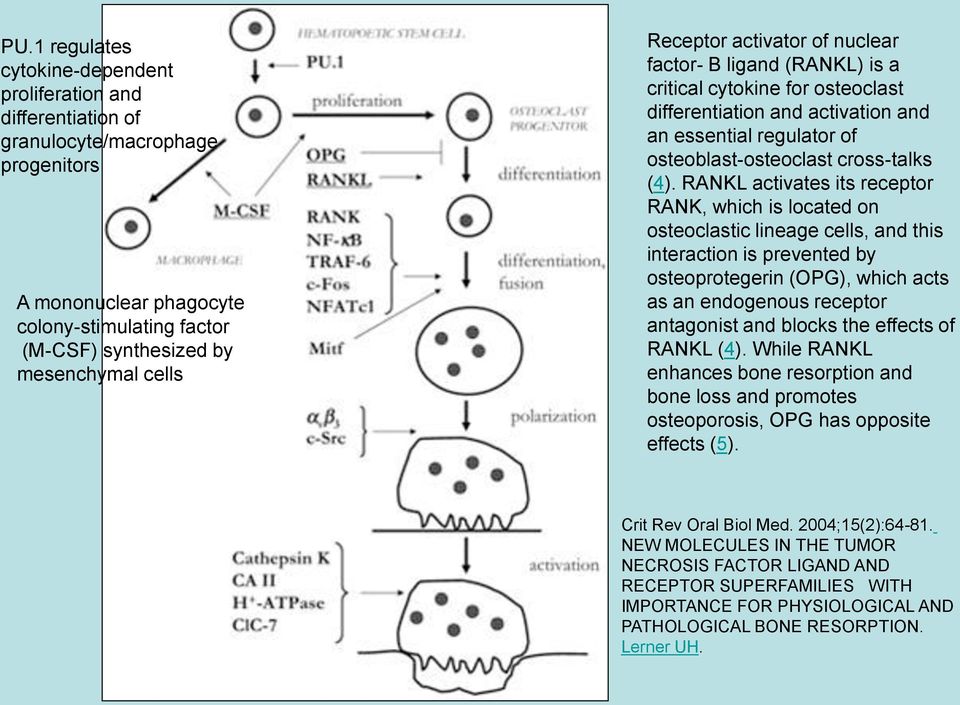 RANKL activates its receptor RANK, which is located on osteoclastic lineage cells, and this interaction is prevented by osteoprotegerin (OPG), which acts as an endogenous receptor antagonist and