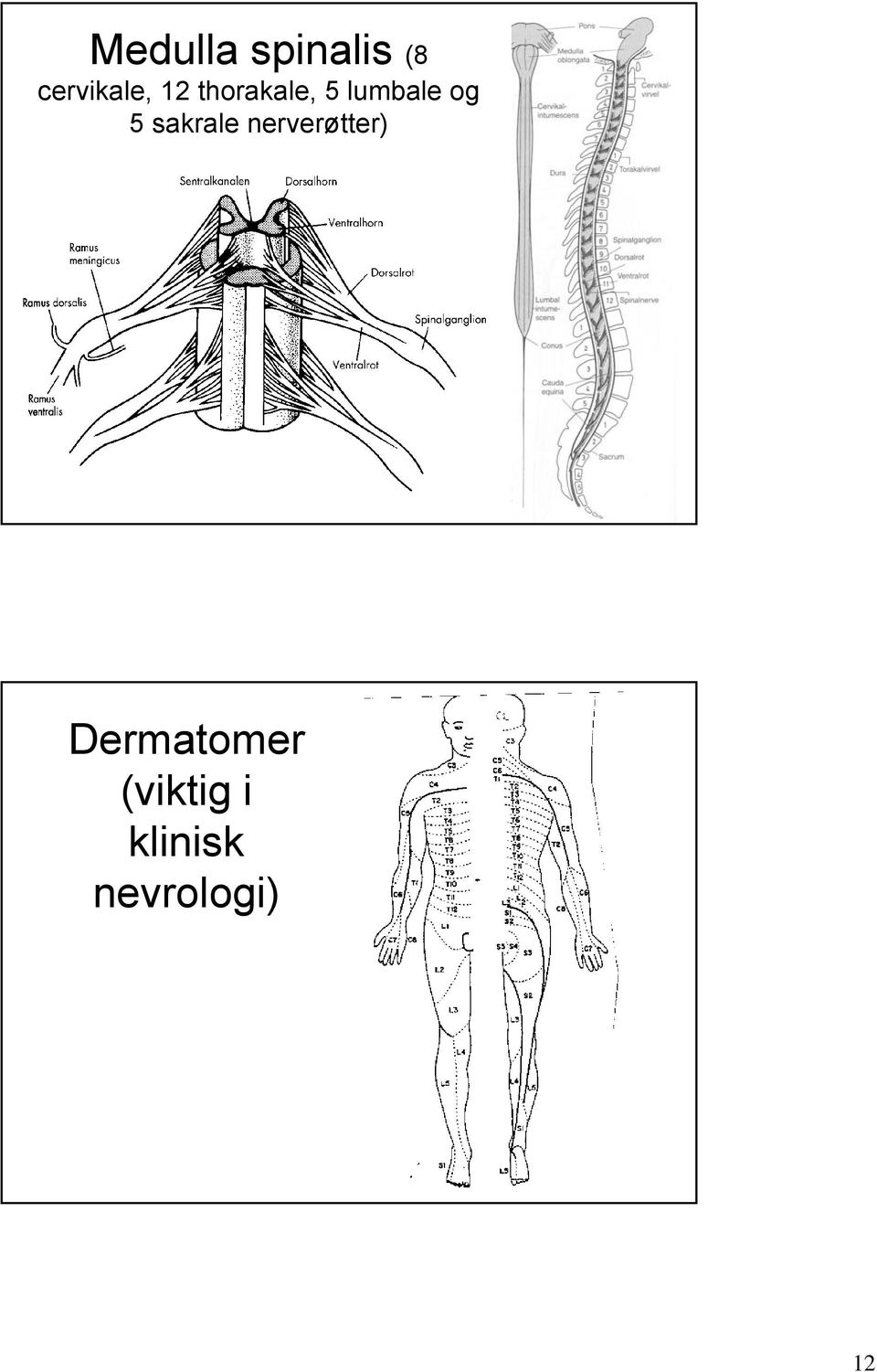 sakrale nerverøtter)