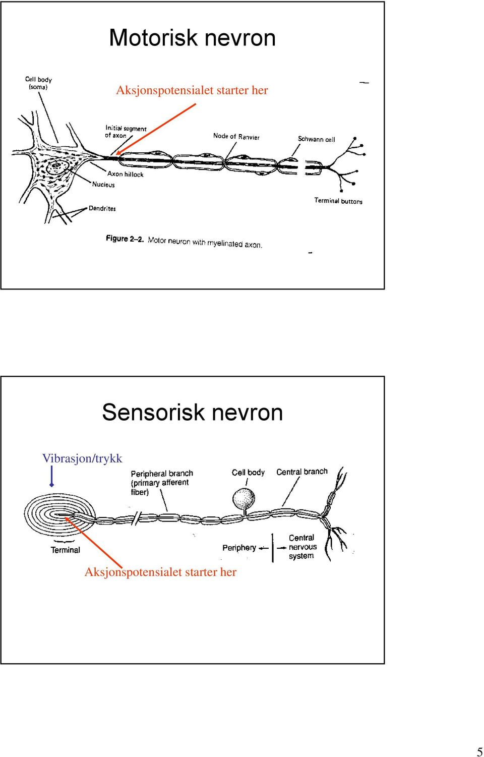 her Sensorisk nevron