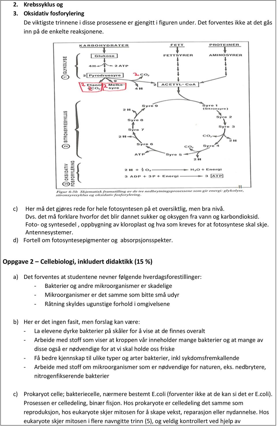 Foto- og syntesedel, oppbygning av kloroplast og hva som kreves for at fotosyntese skal skje. Antennesystemer. d) Fortell om fotosyntesepigmenter og absorpsjonsspekter.