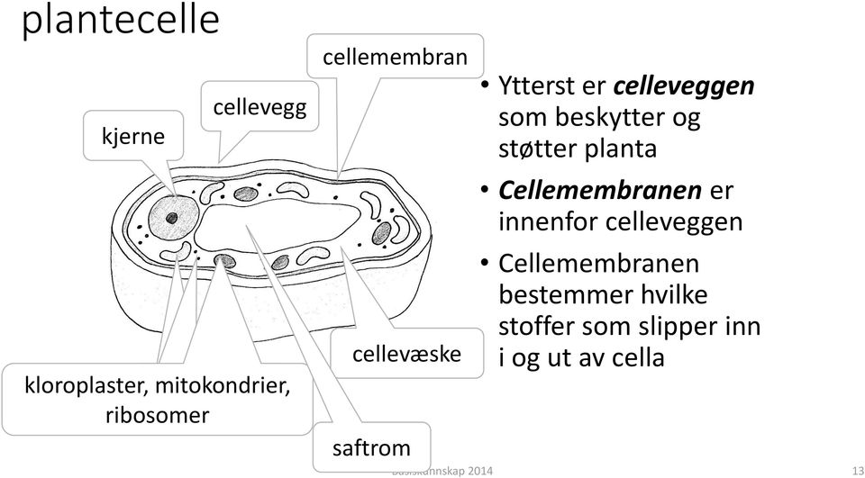 støtter planta Cellemembranen er innenfor celleveggen Cellemembranen