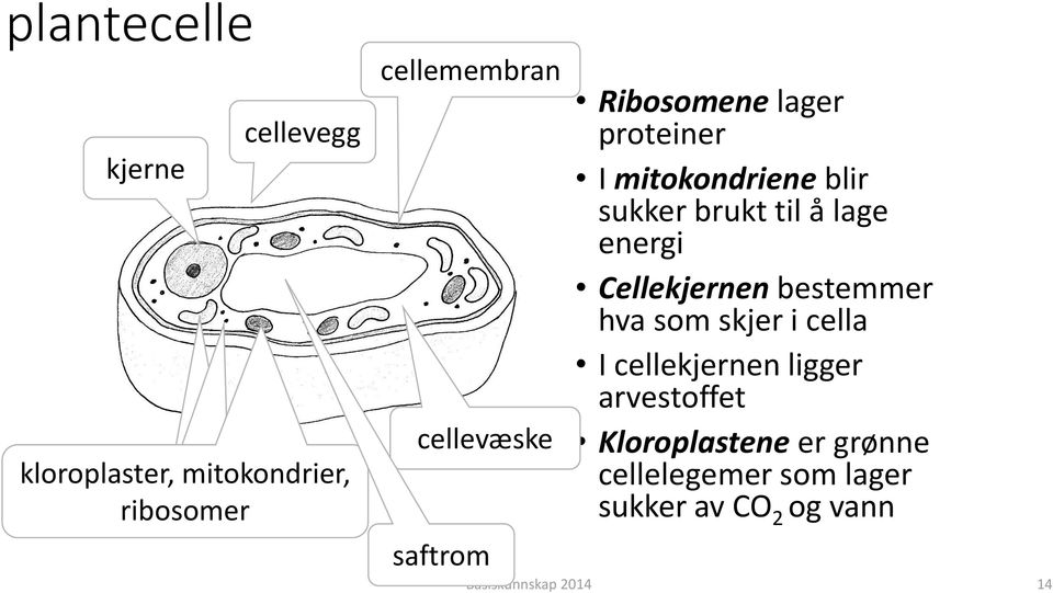 lage energi Cellekjernen bestemmer hva som skjer i cella I cellekjernen ligger